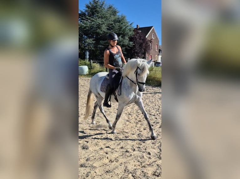 PRE Gelding 15 years 15.1 hh Grey-Blue-Tan in Duisburg