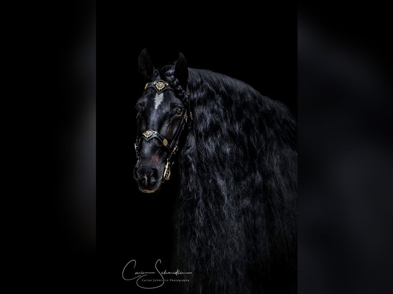 PRE Mix Gelding 15 years 15,2 hh Smoky-Black in Carpentras