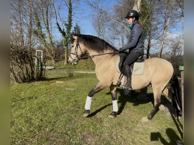 PRE Gelding 15 years 15.3 hh Buckskin in Sottrum
