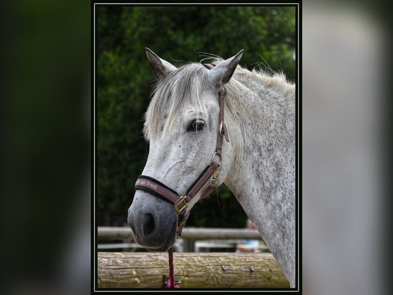 PRE Gelding 15 years 15,1 hh Grey-Dapple in Tönisvorst