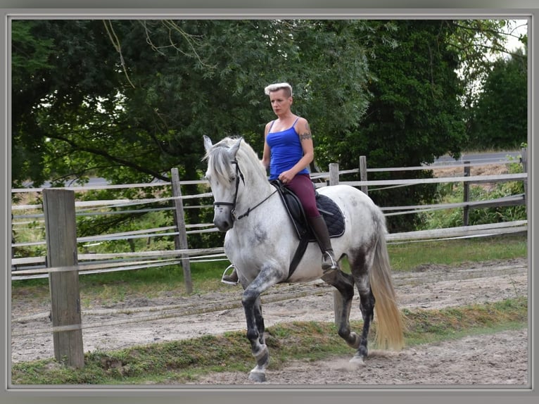 PRE Gelding 15 years 15,1 hh Grey-Dapple in Tönisvorst