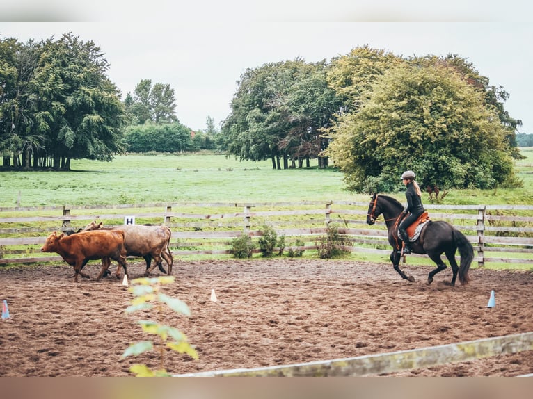 PRE Gelding 15 years 15,2 hh Bay-Dark in B&#xF6;hnhusen