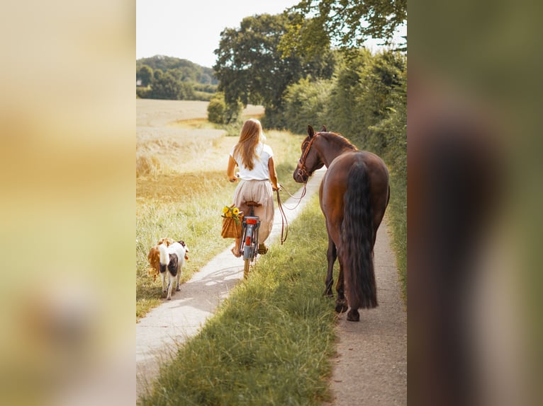 PRE Gelding 15 years 15,2 hh Bay-Dark in B&#xF6;hnhusen