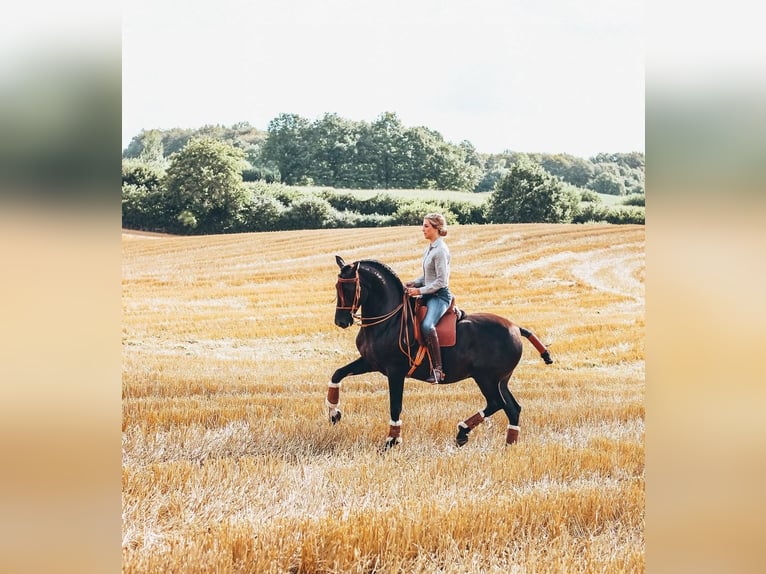 PRE Gelding 15 years 15,2 hh Bay-Dark in B&#xF6;hnhusen