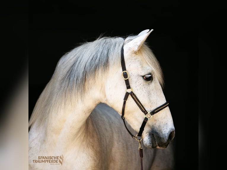 PRE Mix Gelding 15 years 15,2 hh Grey in Traventhal