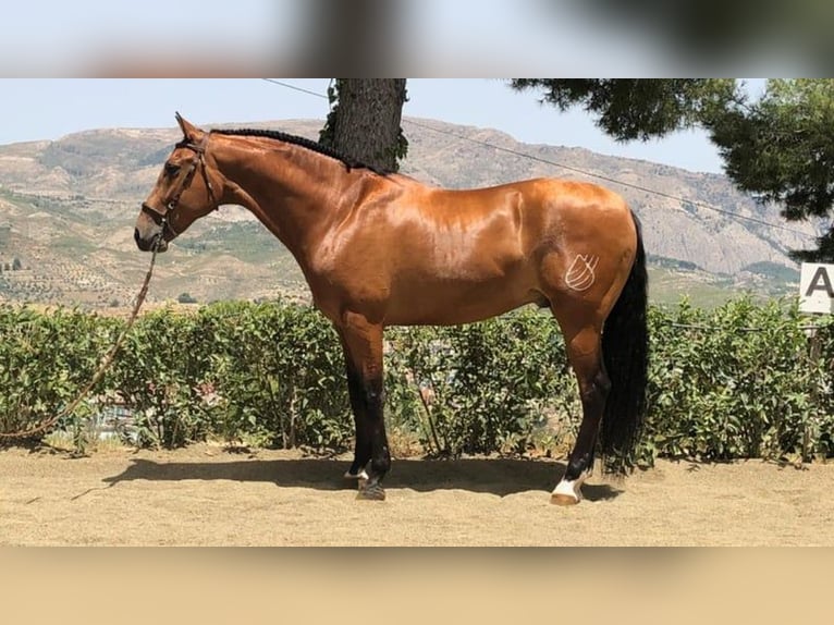 PRE Mix Gelding 15 years 16,1 hh Bay-Dark in Martfeld