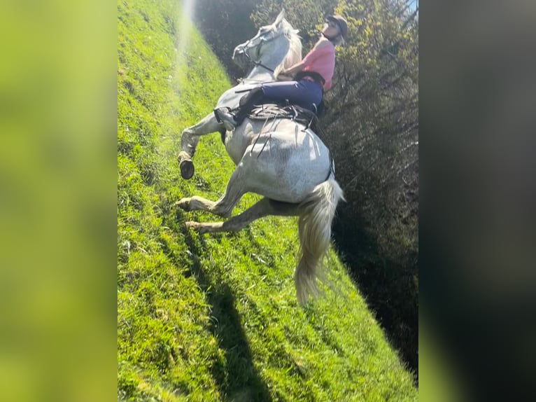PRE Gelding 15 years 16.1 hh Grey-Fleabitten in Castet