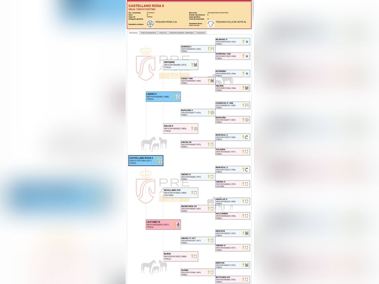 PRE Gelding 15 years 16.1 hh Grey in Fuendetodos
