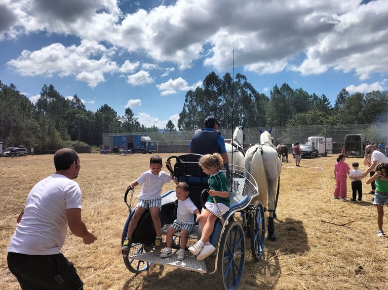 PRE Gelding 15 years 16,1 hh White in Monserrat (Avenida)