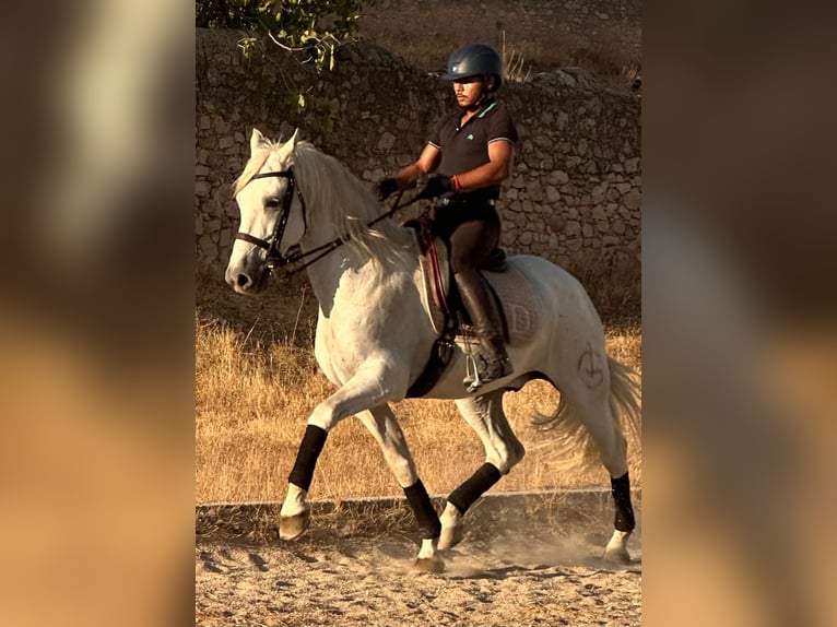 PRE Gelding 15 years 16 hh Grey in Extremadura