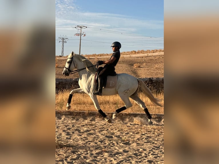 PRE Gelding 15 years 16 hh Grey in Extremadura