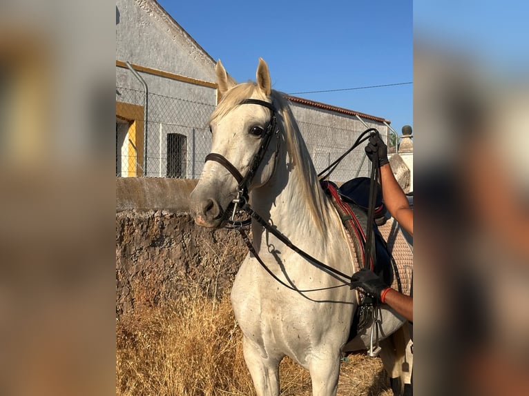 PRE Gelding 15 years 16 hh Grey in Extremadura