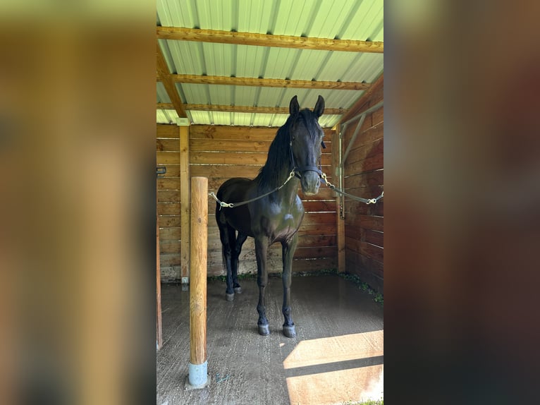 PRE Mix Gelding 15 years 16,1 hh Black in Grenoble