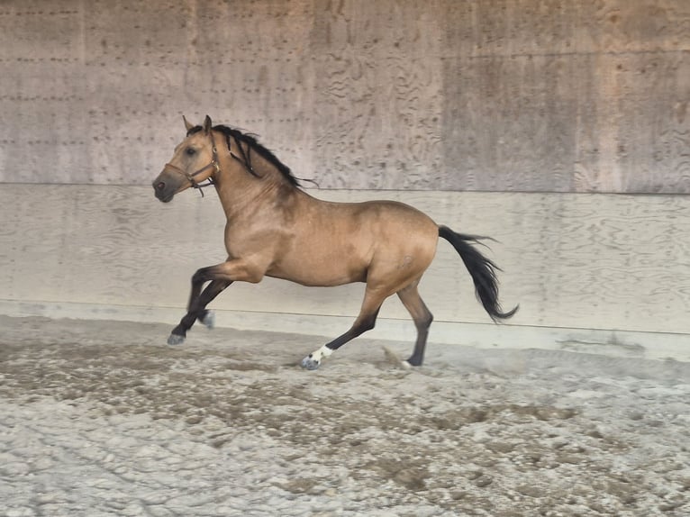 PRE Gelding 15 years 16,1 hh in Zell am Harmersbach