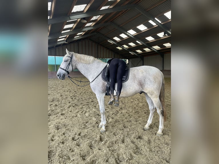 PRE Gelding 15 years 17 hh Grey in Ouderkerk aan de Amstel
