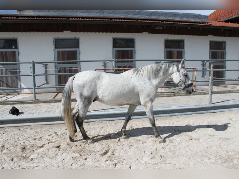 PRE Mix Gelding 16 years 14,2 hh Grey-Dapple in Immenstadt