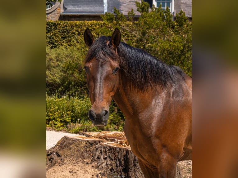 PRE Mix Gelding 16 years 15.1 hh Brown in Beloeil