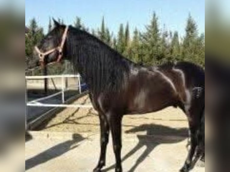 PRE Gelding 16 years 15.2 hh Black in Hamburg