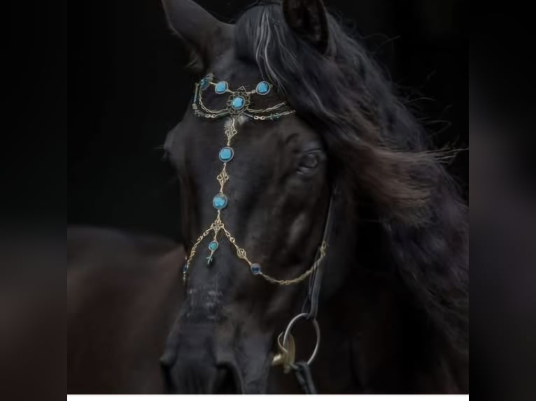 PRE Gelding 16 years 15.2 hh Black in Hamburg