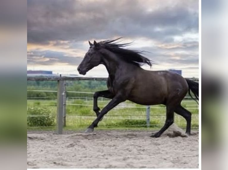 PRE Gelding 16 years 15.2 hh Black in Hamburg