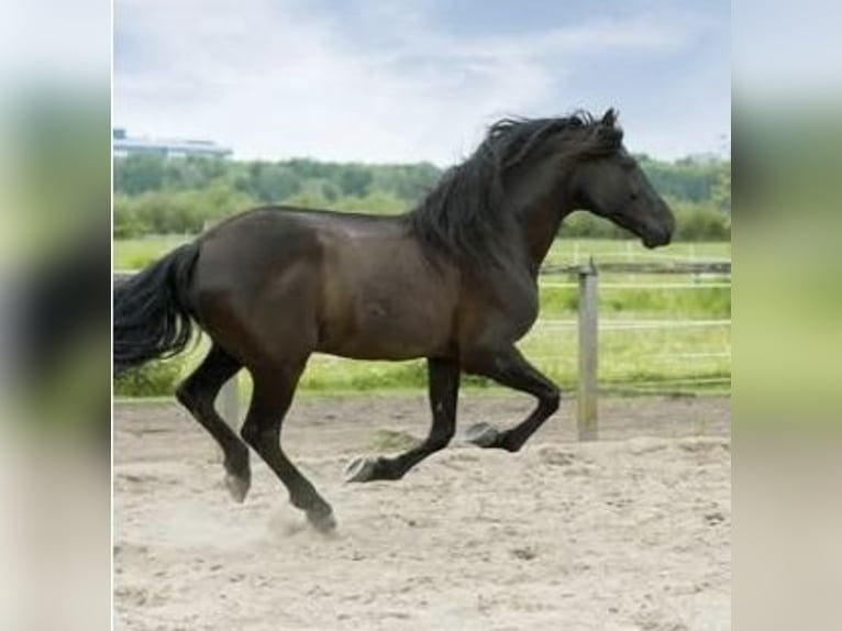 PRE Gelding 16 years 15.2 hh Black in Hamburg