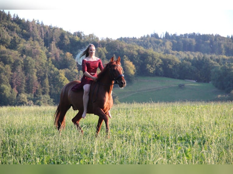 PRE Mix Gelding 16 years 15,2 hh Chestnut-Red in Au