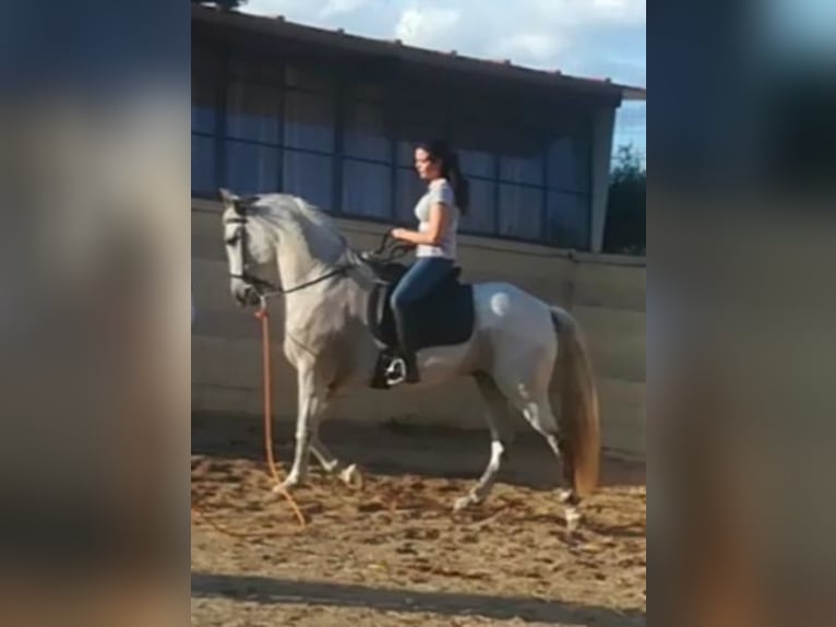 PRE Mix Gelding 16 years 15,2 hh Gray in Horche