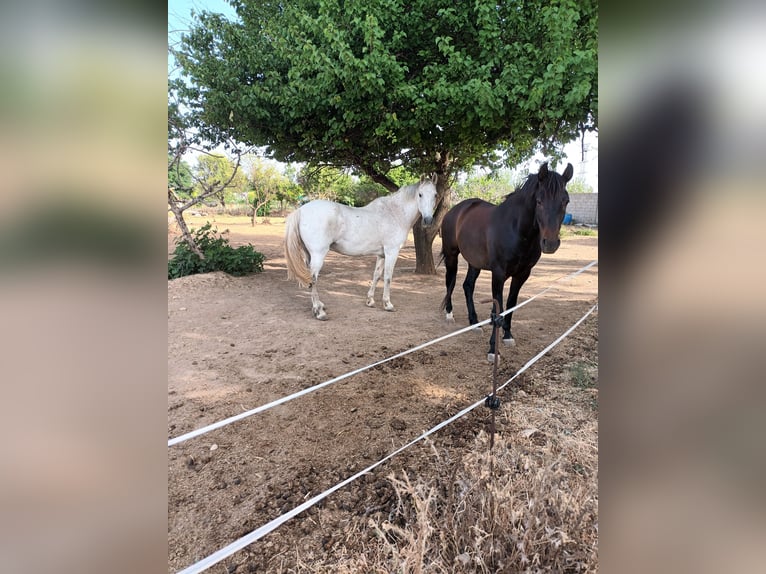 PRE Mix Gelding 16 years 15,2 hh Gray in Horche