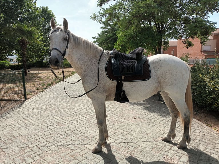 PRE Mix Gelding 16 years 15,2 hh Gray in Horche