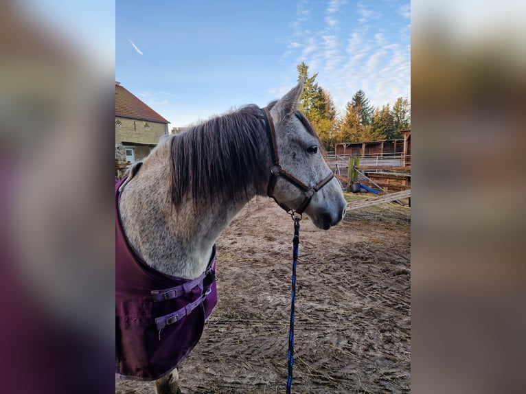 PRE Mix Gelding 16 years 15,2 hh Gray in Trebbin