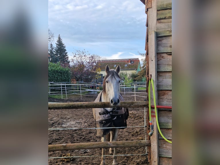 PRE Mix Gelding 16 years 15,2 hh Gray in Trebbin