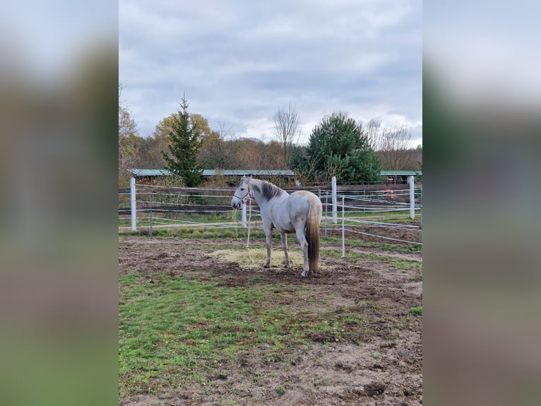 PRE Mix Gelding 16 years 15,2 hh Gray in Trebbin