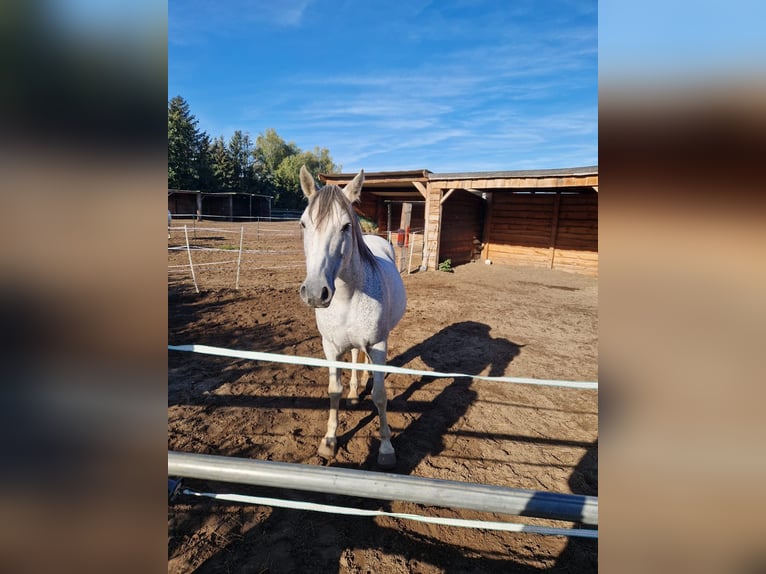 PRE Mix Gelding 16 years 15,2 hh Gray in Trebbin