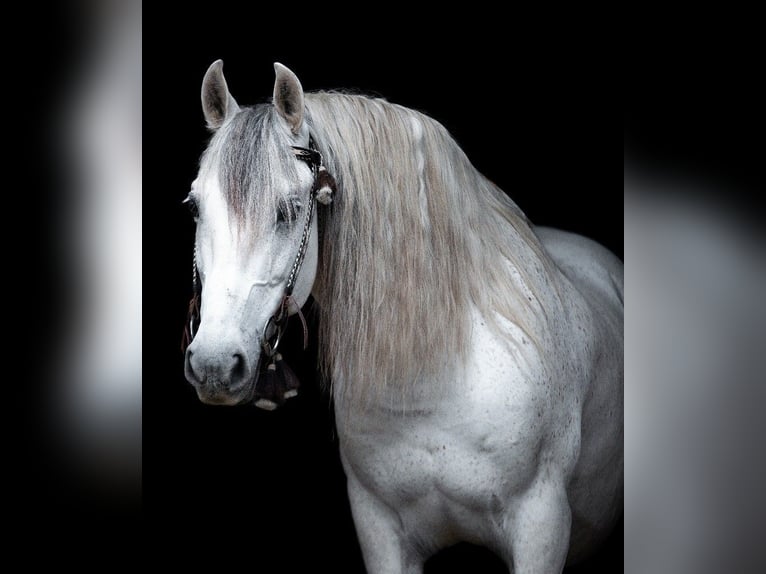 PRE Gelding 16 years 15 hh Grey-Fleabitten in M&#xF6;nchengladbach