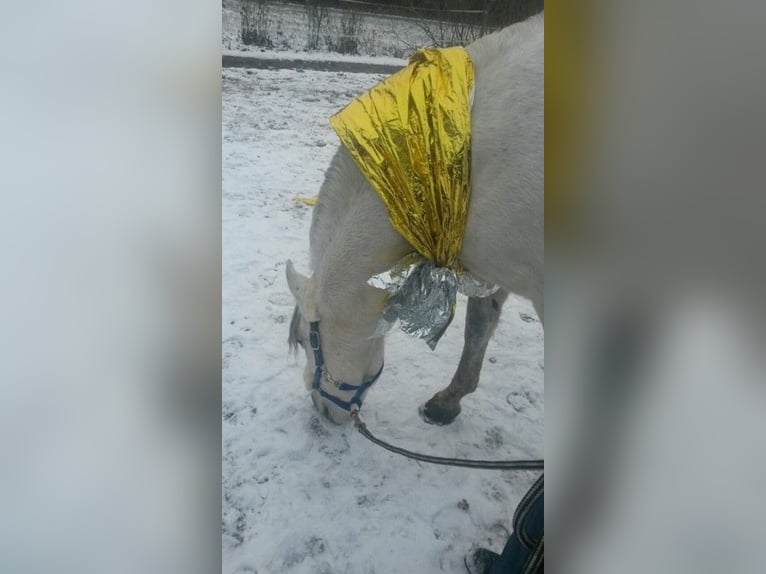 PRE Gelding 16 years 15 hh Grey-Fleabitten in M&#xF6;nchengladbach
