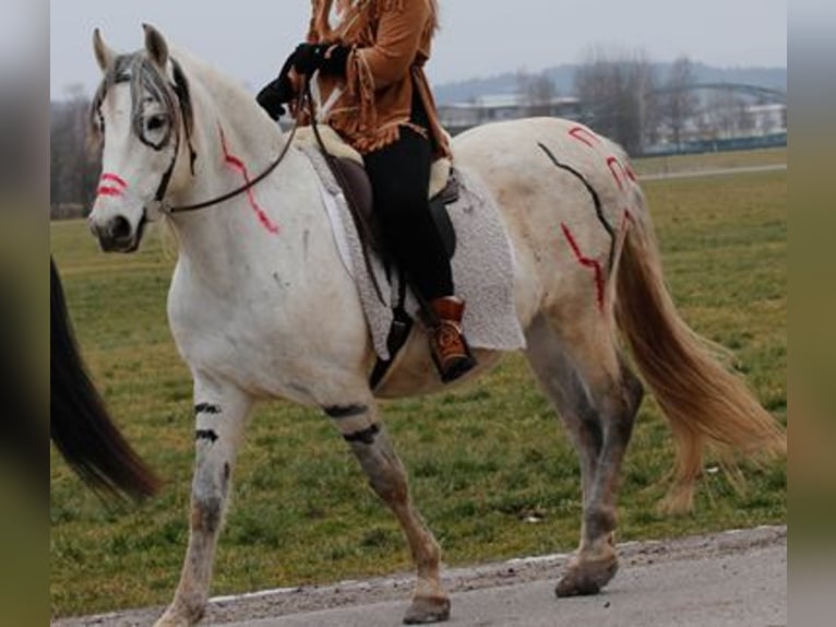 PRE Gelding 16 years 15 hh Grey-Fleabitten in M&#xF6;nchengladbach