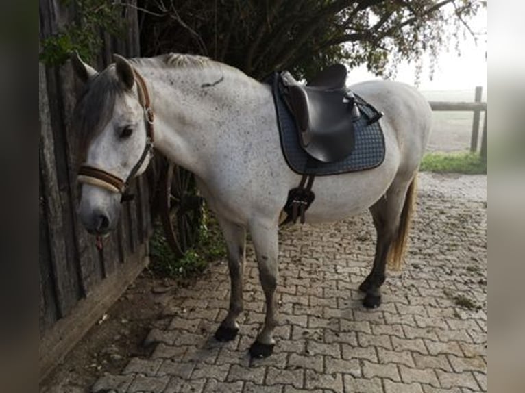PRE Gelding 16 years 15 hh Grey-Fleabitten in M&#xF6;nchengladbach