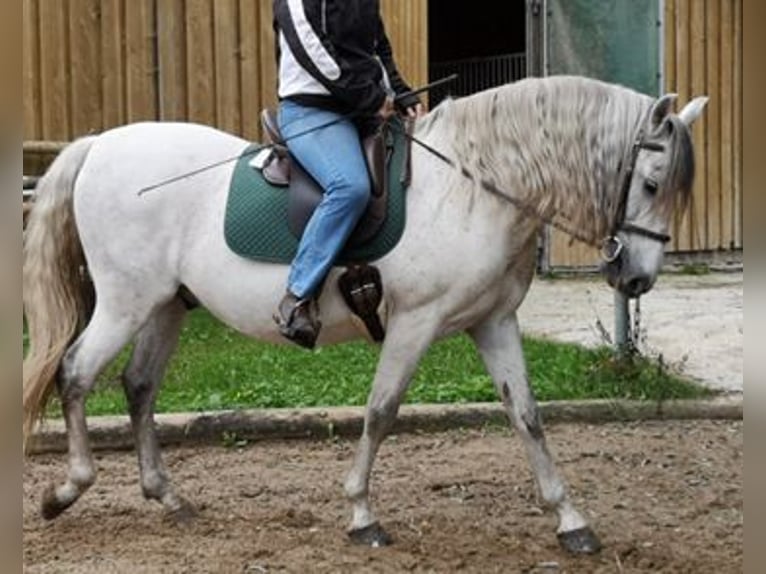 PRE Gelding 16 years 15 hh Grey-Fleabitten in M&#xF6;nchengladbach
