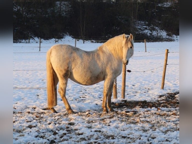 PRE Gelding 16 years 15 hh Grey-Fleabitten in M&#xF6;nchengladbach