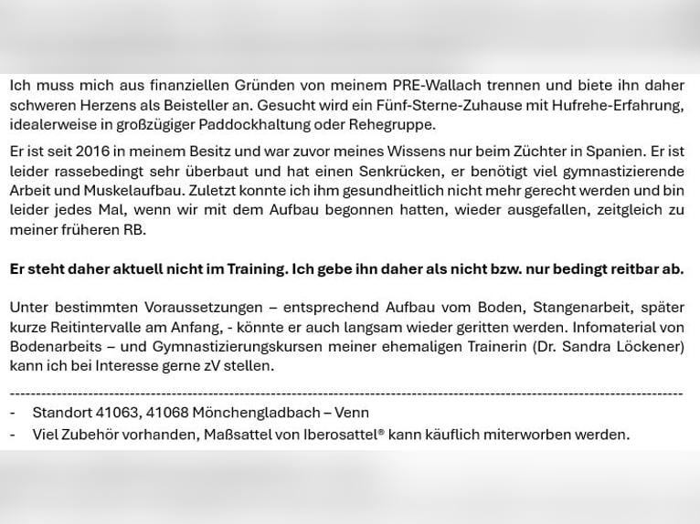 PRE Gelding 16 years 15 hh Grey-Fleabitten in M&#xF6;nchengladbach