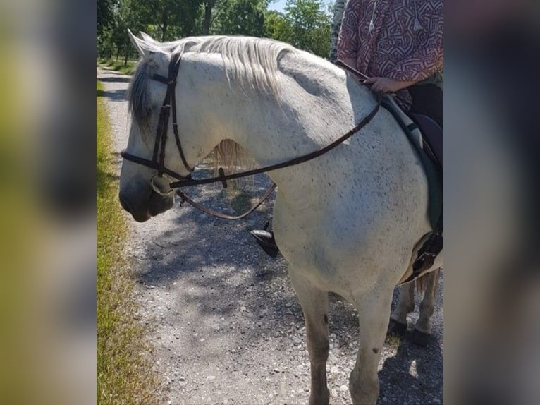 PRE Gelding 16 years 15 hh Grey-Fleabitten in M&#xF6;nchengladbach