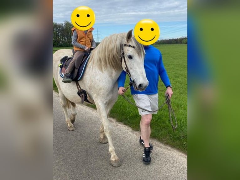 PRE Gelding 16 years 15 hh Grey-Fleabitten in M&#xF6;nchengladbach