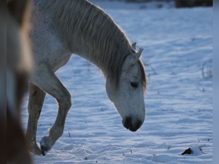 PRE Gelding 16 years 15 hh Grey-Fleabitten in M&#xF6;nchengladbach