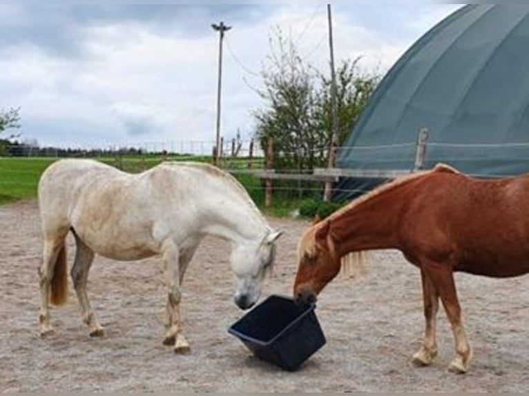 PRE Gelding 16 years 15 hh Grey-Fleabitten in M&#xF6;nchengladbach