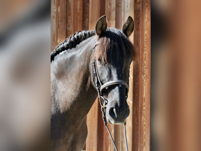PRE Gelding 16 years 15 hh Smoky-Black in Chieming