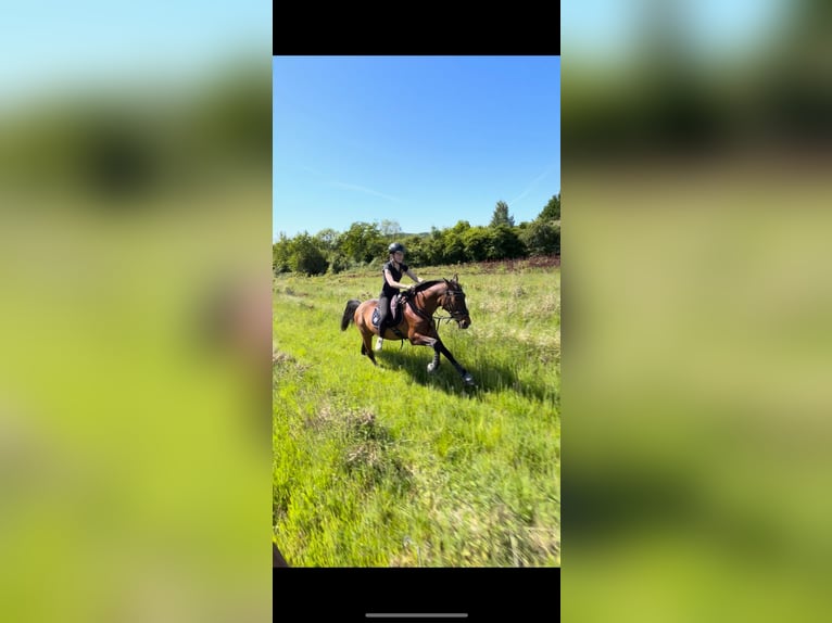 PRE Mix Gelding 16 years 15,1 hh Brown in Essen