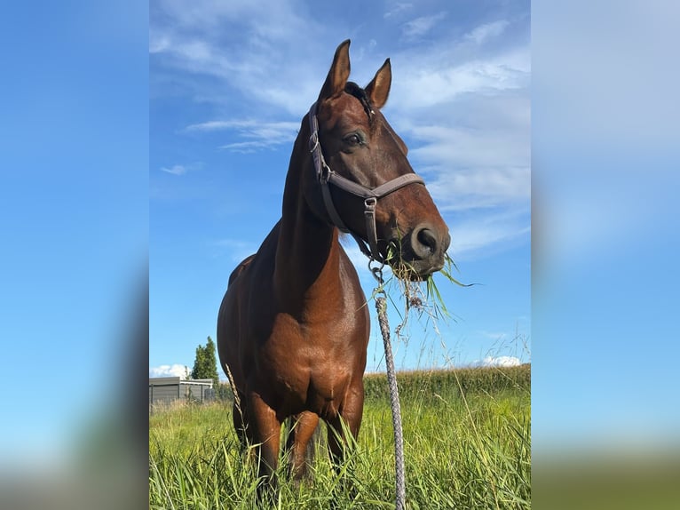 PRE Mix Gelding 16 years 15,1 hh Brown in Beloeil
