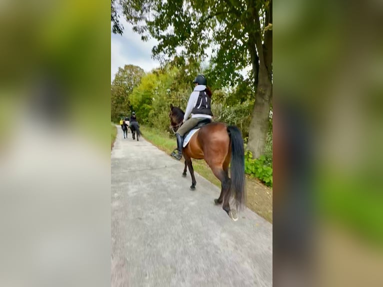 PRE Mix Gelding 16 years 15,1 hh Brown in Beloeil