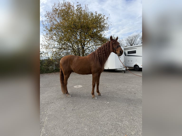 PRE Mix Gelding 16 years 15,1 hh Sorrel in Affoltern am Albis