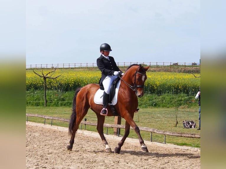 PRE Gelding 16 years 15,2 hh Brown in Seva